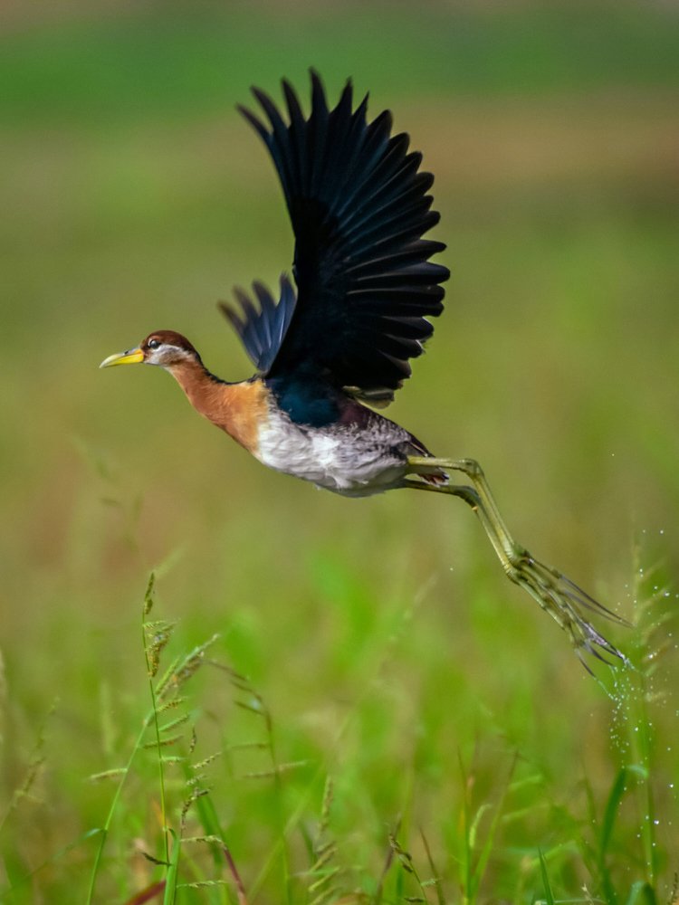 The jump toward success...