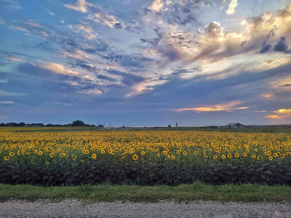 Подсолнухи