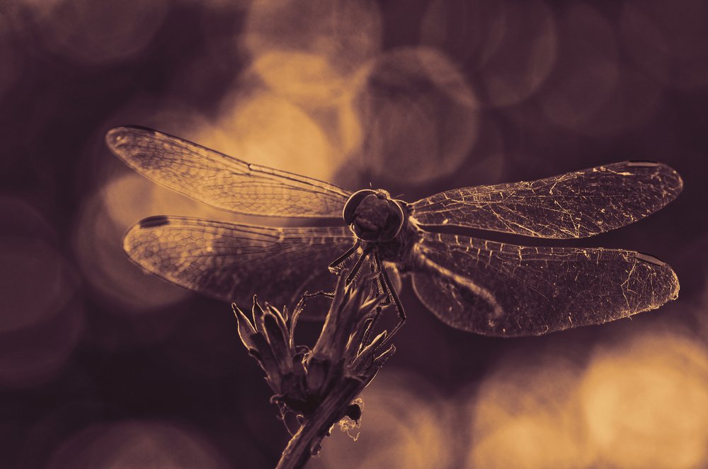 Фотография автора Игорь Баранов