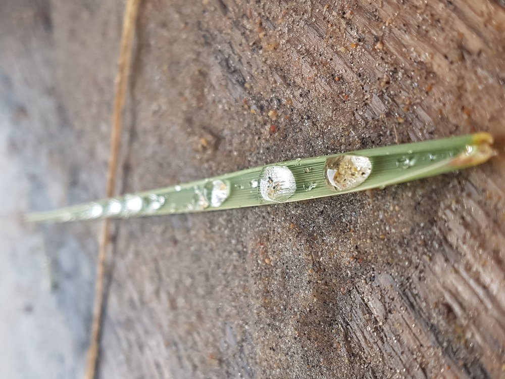 Photograph by Николаева Светлана