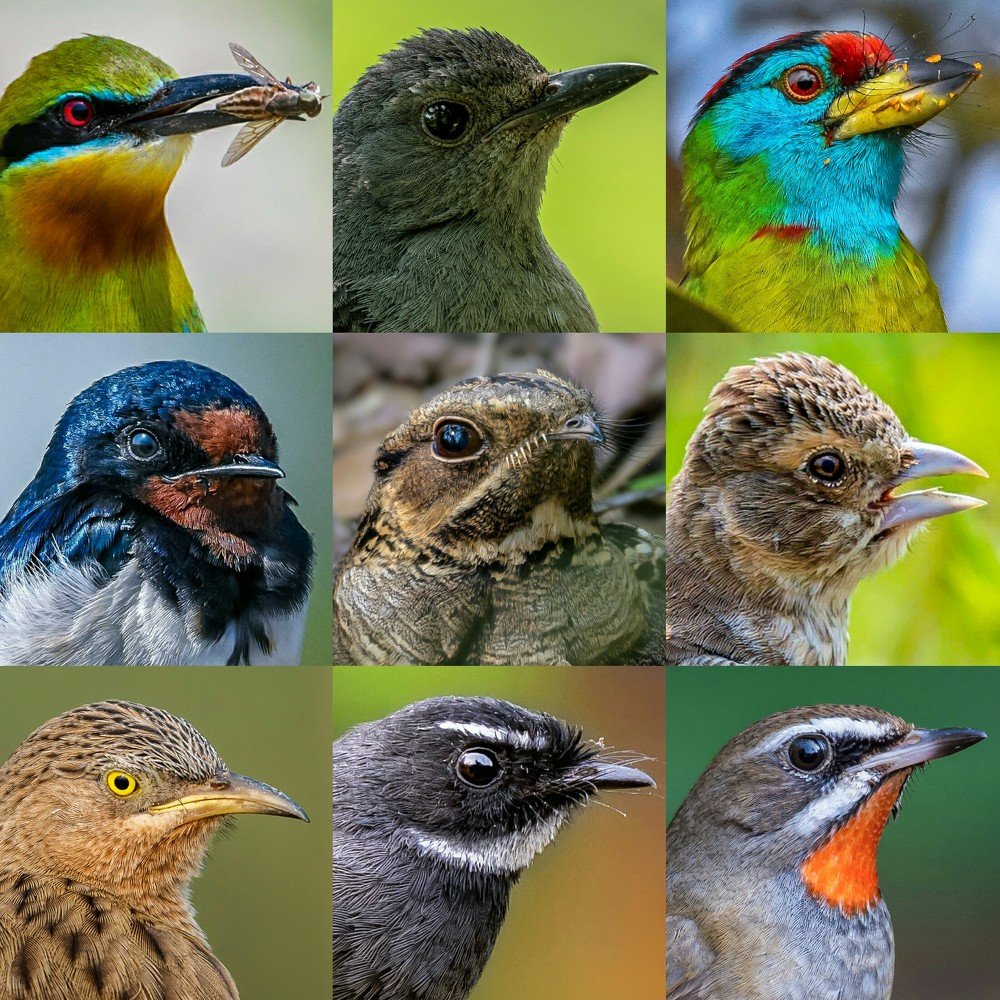 Collage of my favorite close up shots.