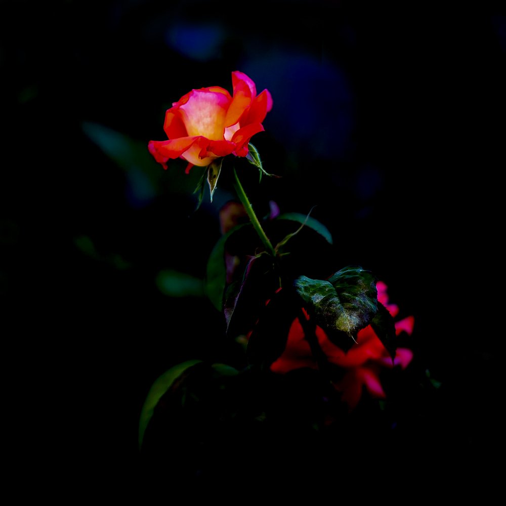 На оборотной стороне