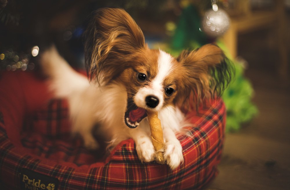 Фотография автора Алиса Чурчудесная