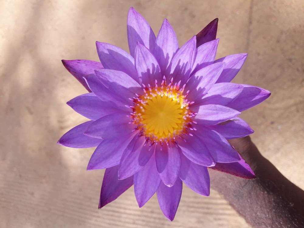 #Lotus ..