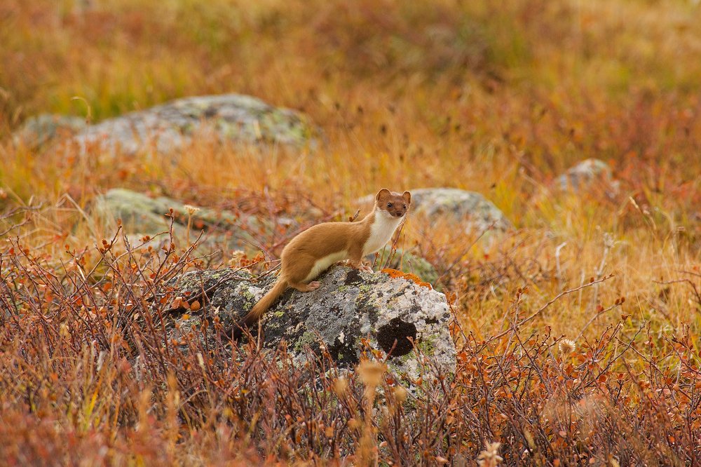Осенний горностай.