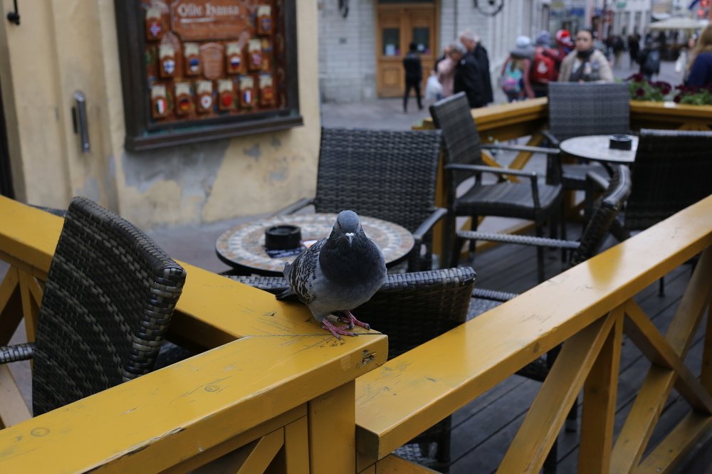 Фотография автора Ольга Матусевич