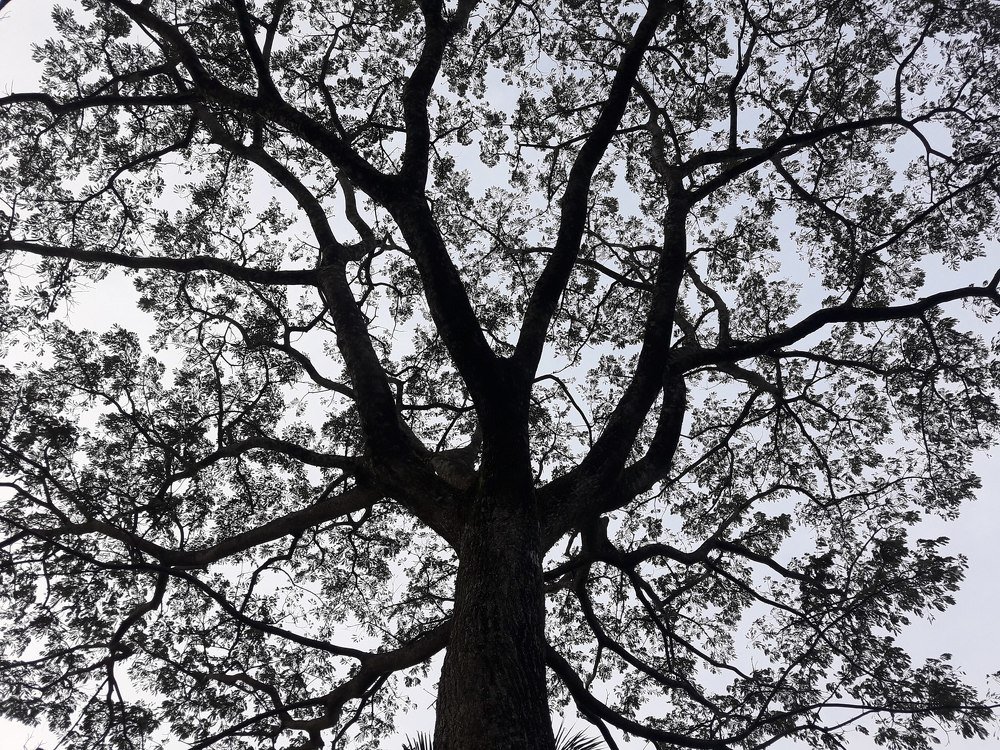 #The tree
