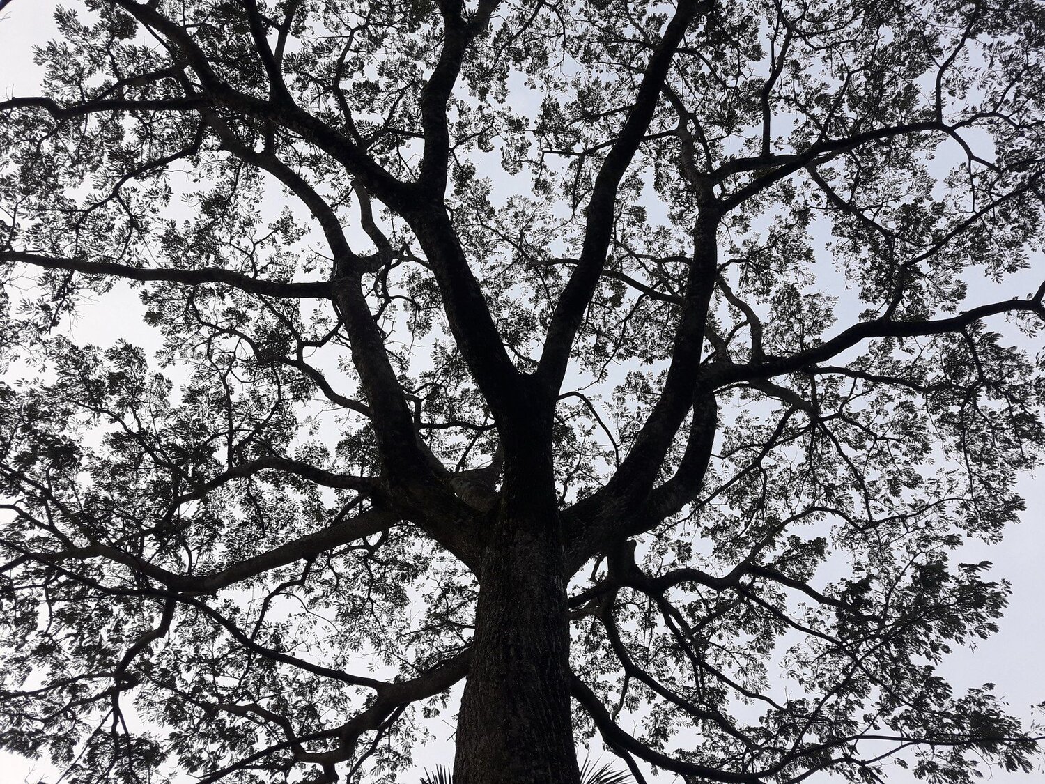 #The tree
