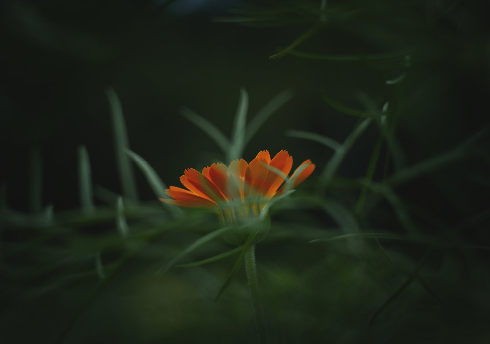 Photograph by Екатерина Иванова