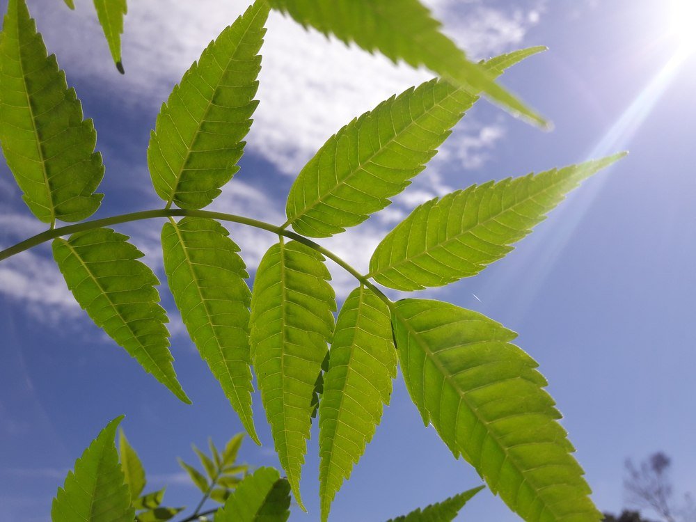 #Sunlight for plant