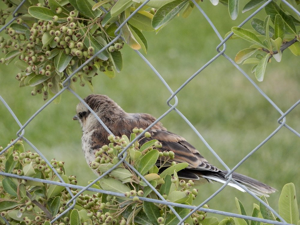 You stop the flight yourself