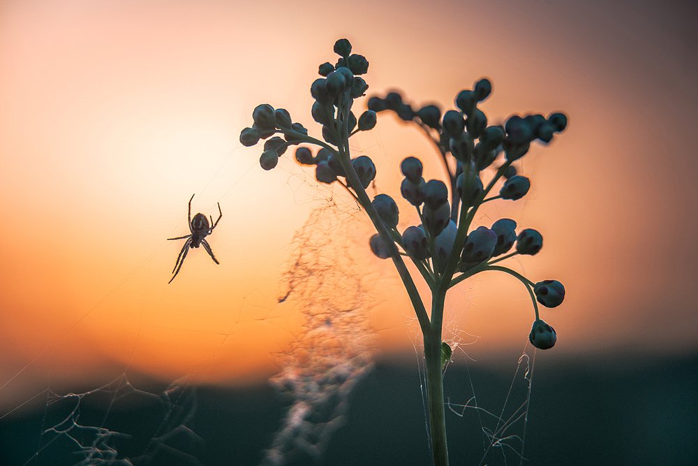 Photograph by Андрей Cоколов