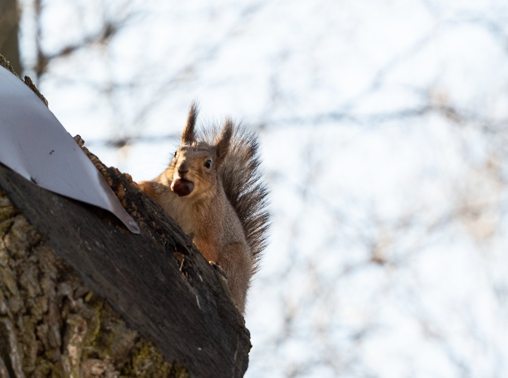 Белки на Елагином острове