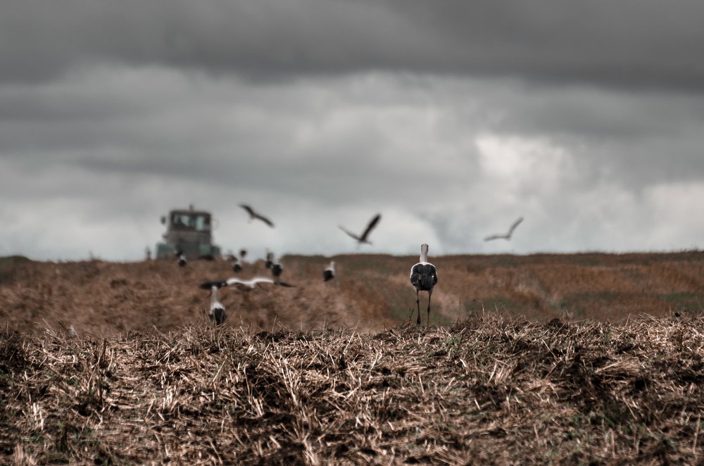 Photograph by Анатолий Мироненко