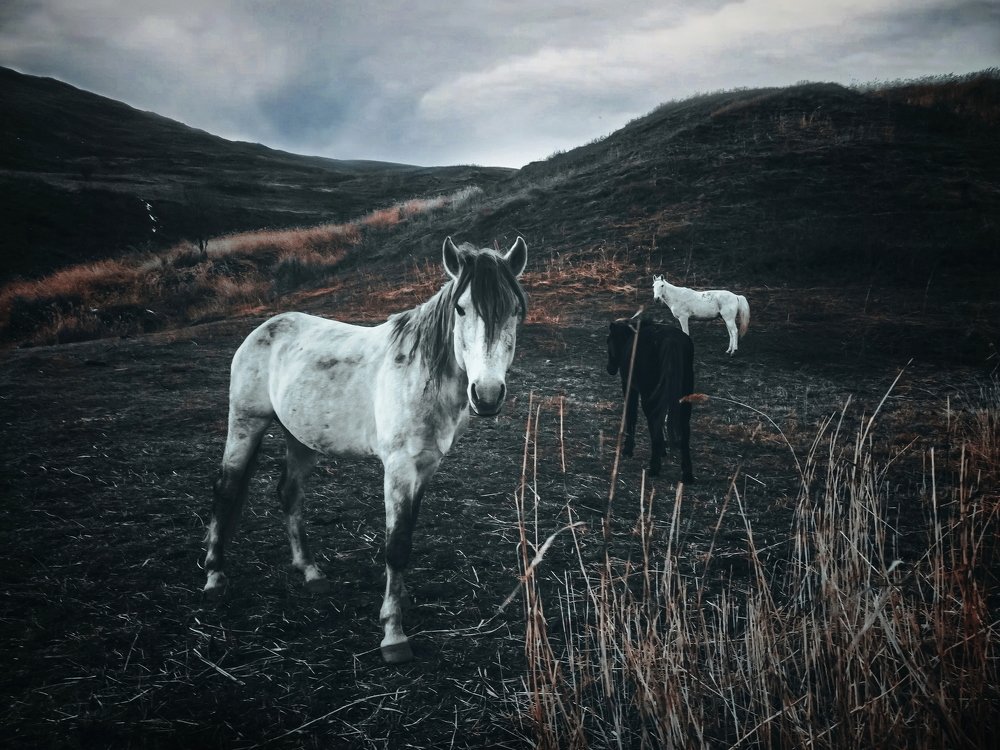 Photograph by Айшат Чупанова