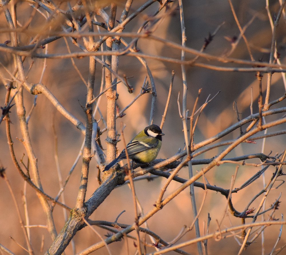 Tit portrait  at sunset