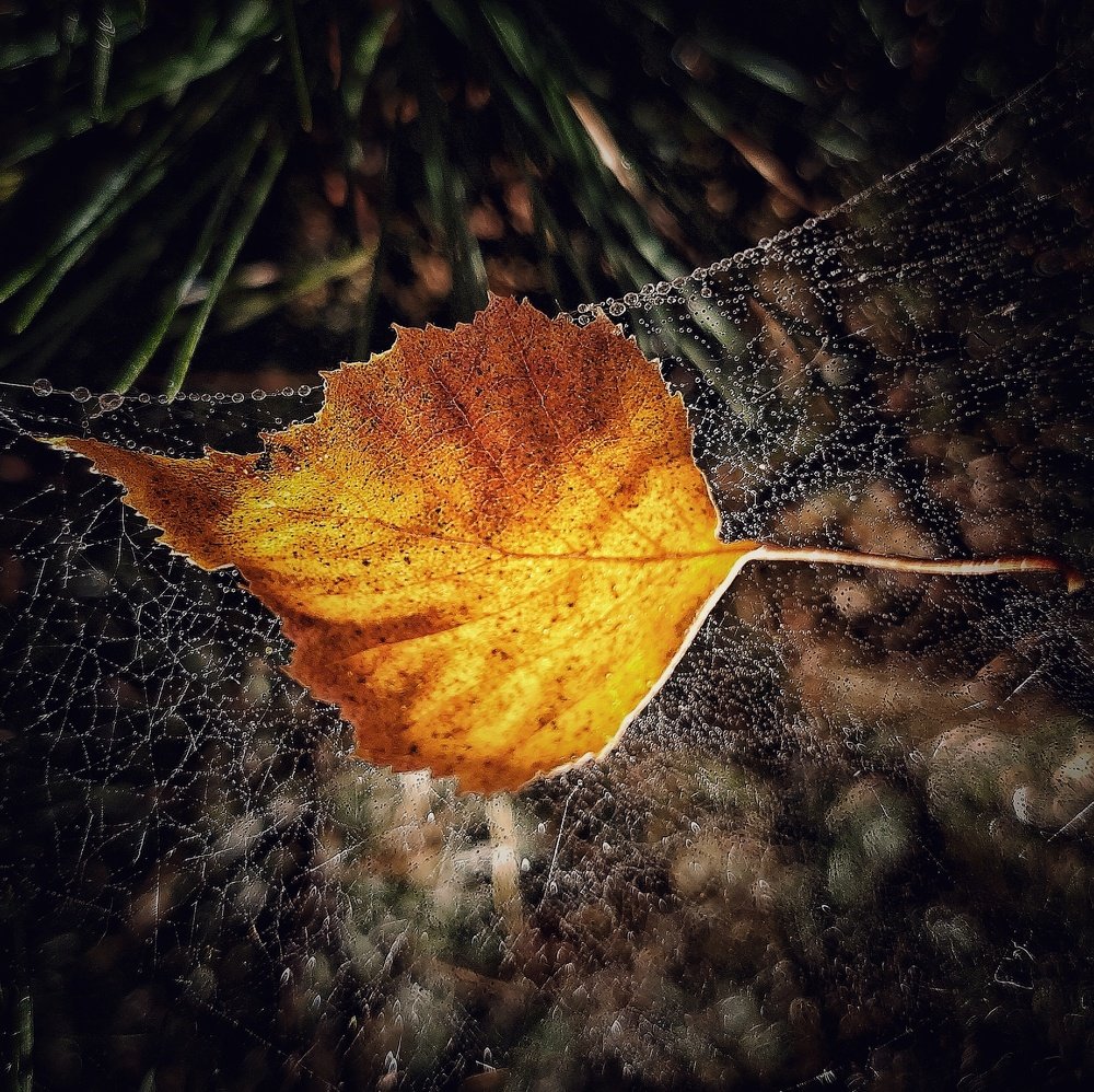 Осенняя колыбель