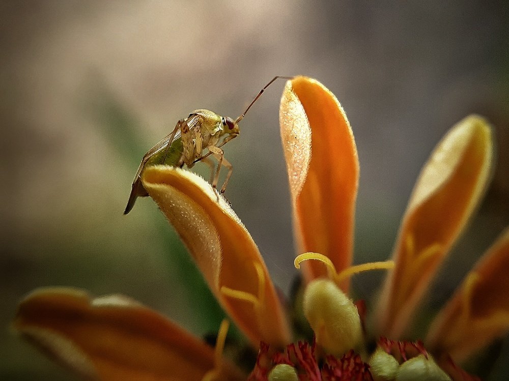 Жук на цветке