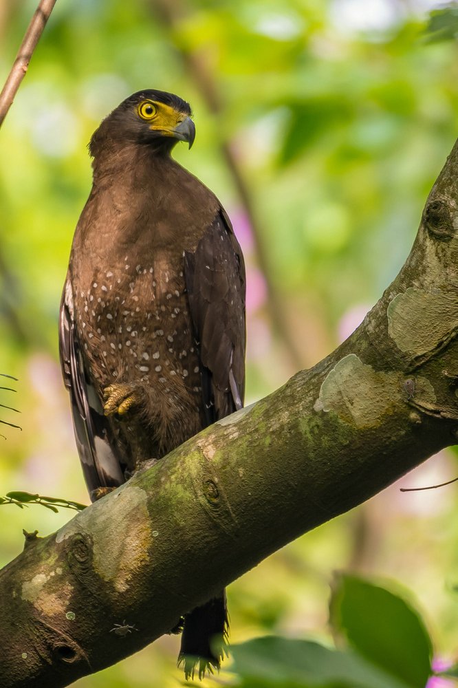 Serial killer of the forest.