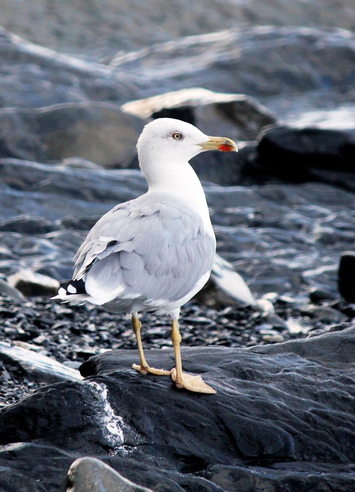 Silver gull