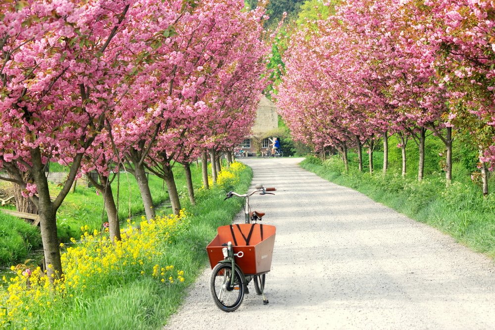 Cherry Blossoms in Dutch