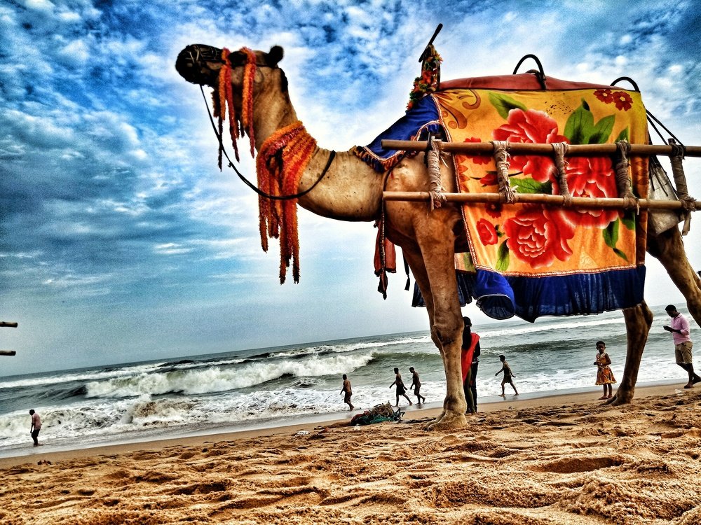 The beach ride, the camel