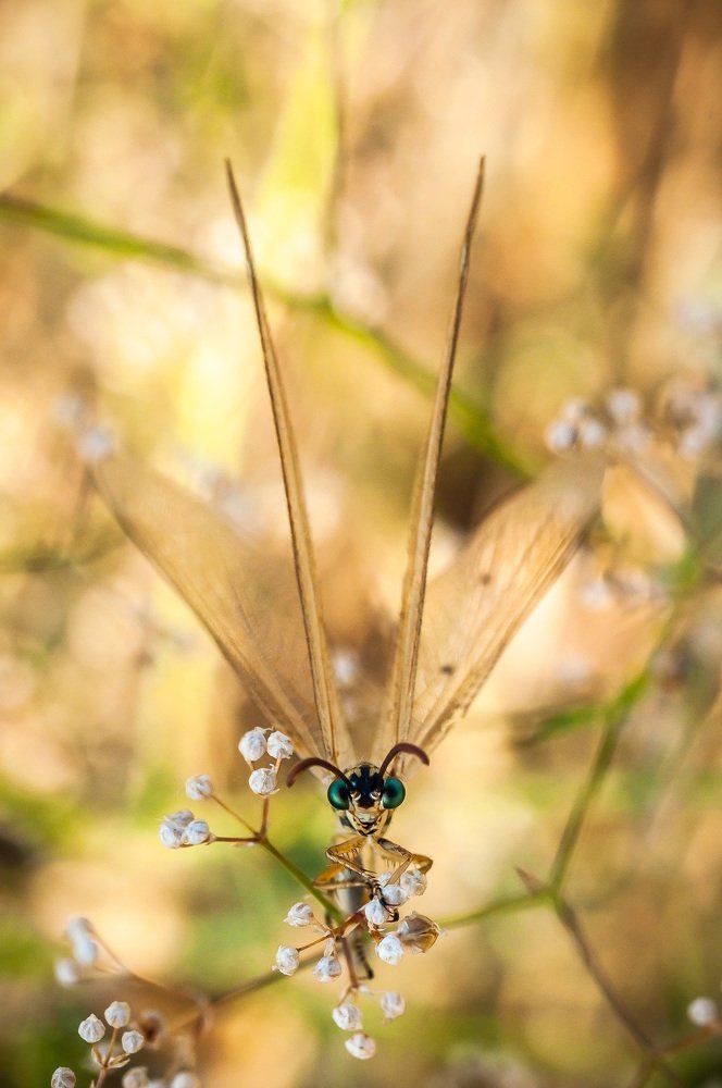 Янтарный херувим