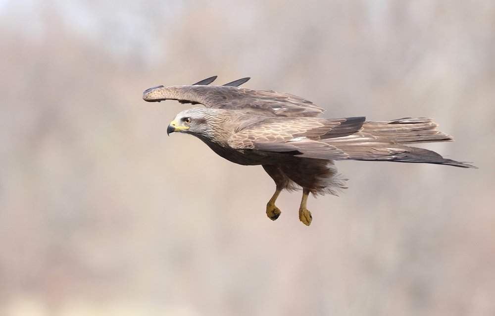 черный коршун атакует