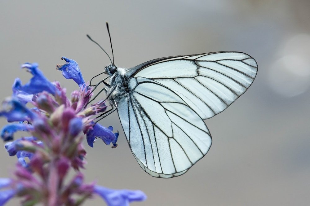 Photograph by Надежда Стецова