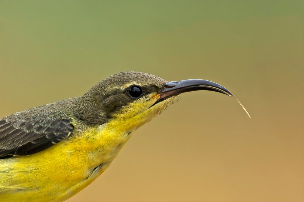 purple sunbird (female)