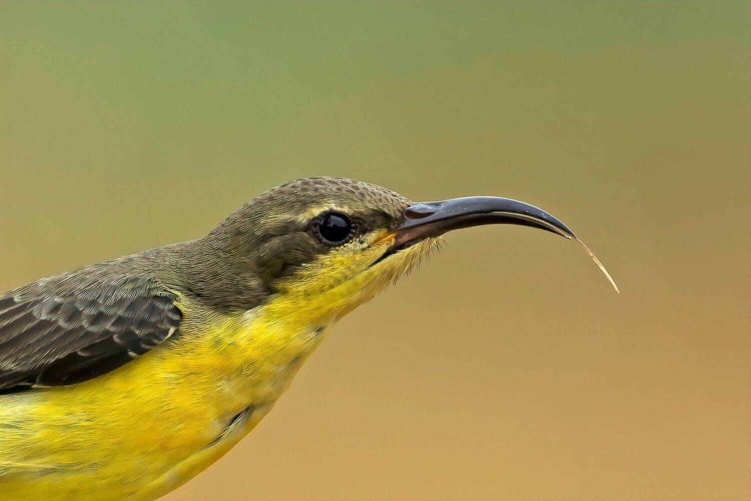 purple sunbird (female)