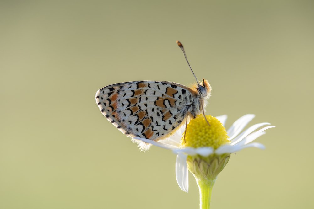 Photograph by Ömür Yaşar