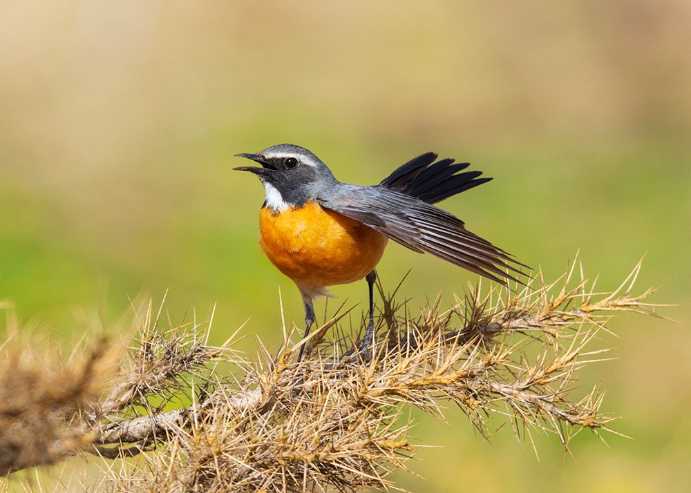 Photograph by sajjad saadat