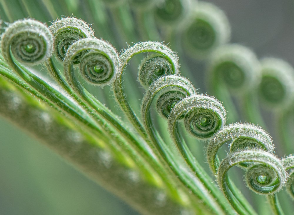 Nature textures - macro