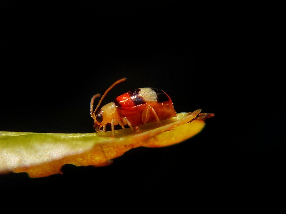 Aulacophora Leaf Bettle