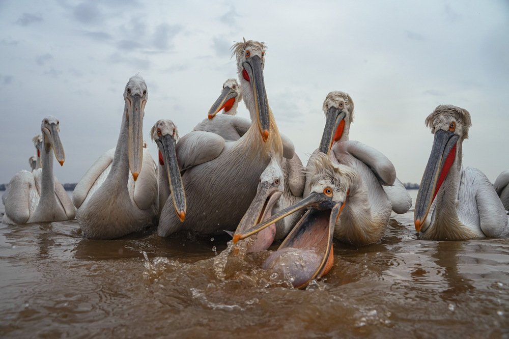 Dalmatian Pelicans
