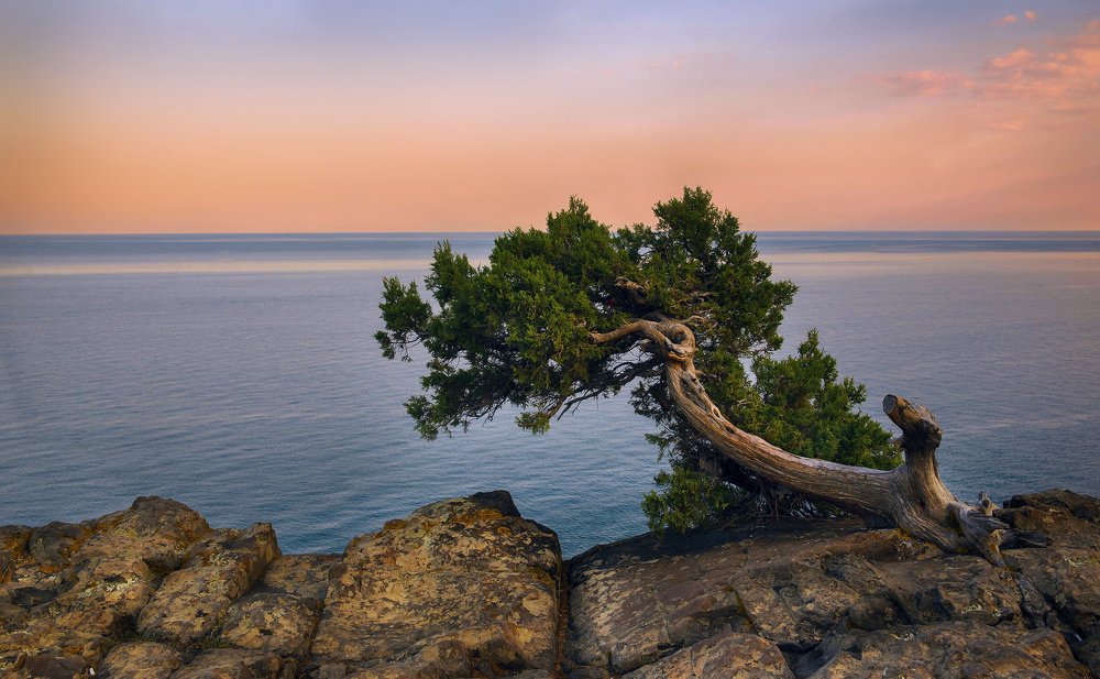 Сосна над морем