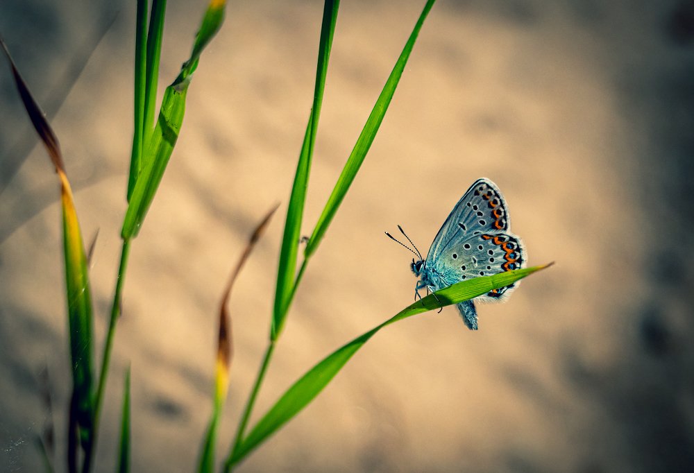 Photograph by Марина Брыдня