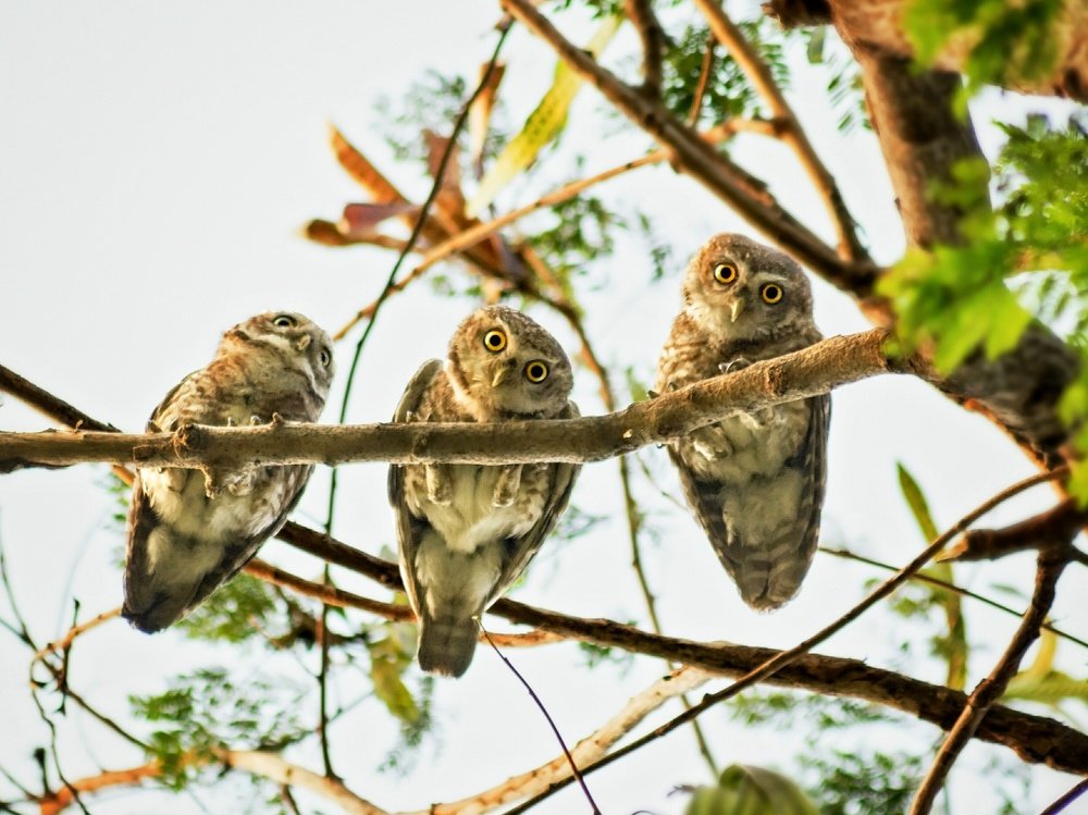 Фотография автора Ashutosh Pal