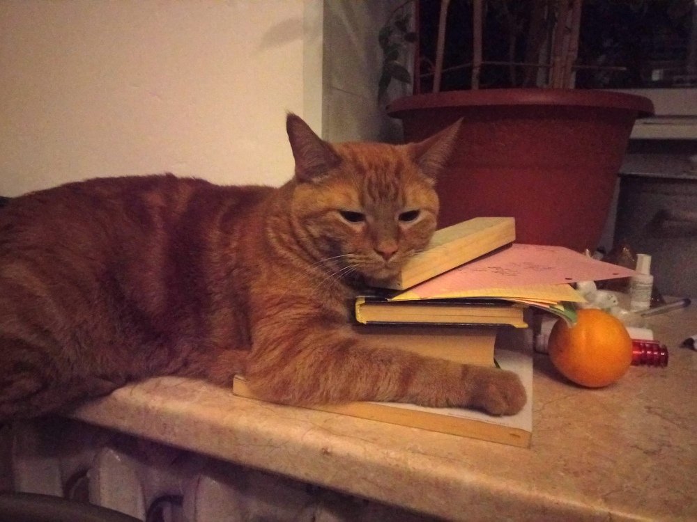Photo #4345562