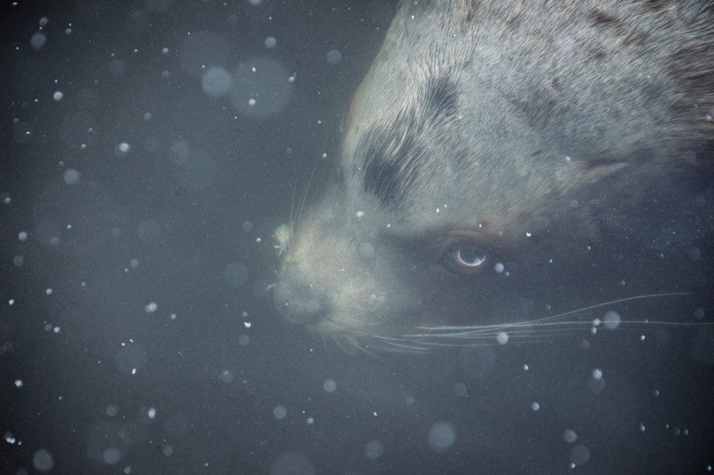 Сивуч под водой.