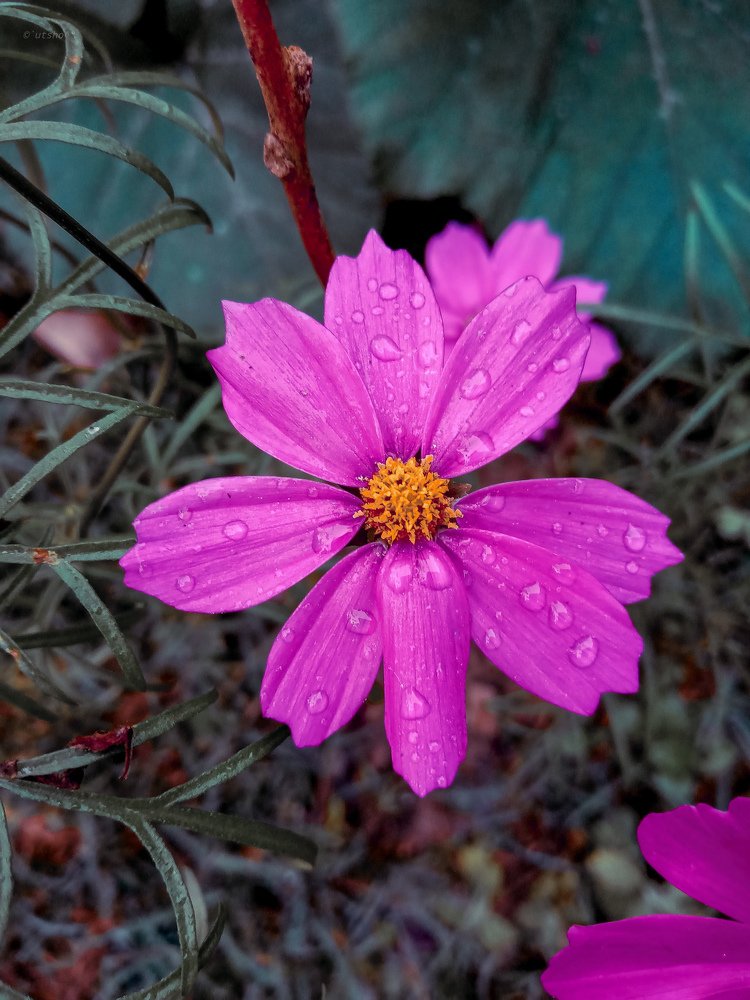 Photograph by Bhadra Utpal