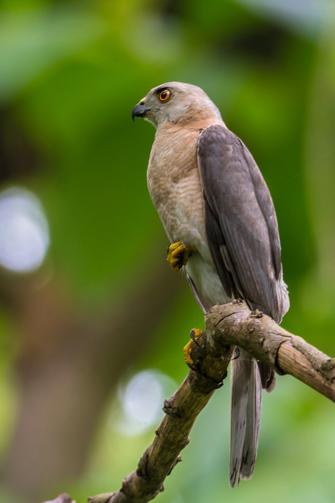Raptors are pure love.