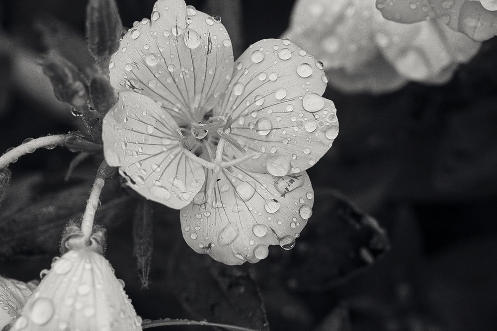 Photograph by Евгений Барзенков