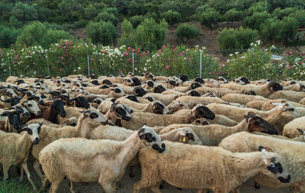 Photograph by Olivera Milanović