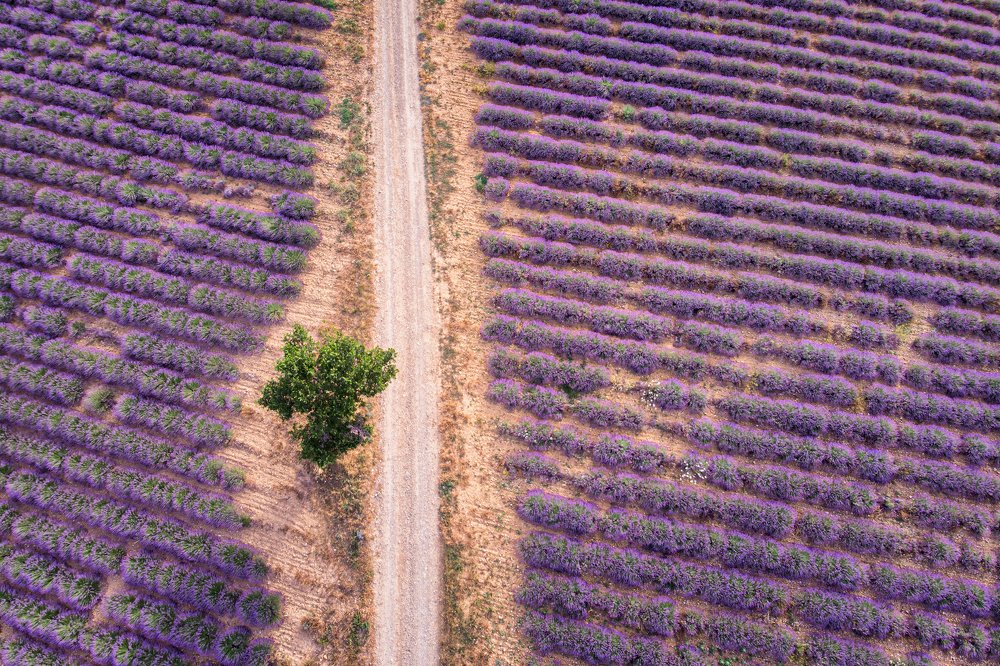 Лавандовые пути
