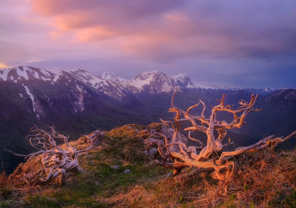 Танцующий можжевельник
