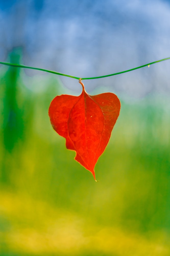 Импрессионизм леса (Сердце радуется).