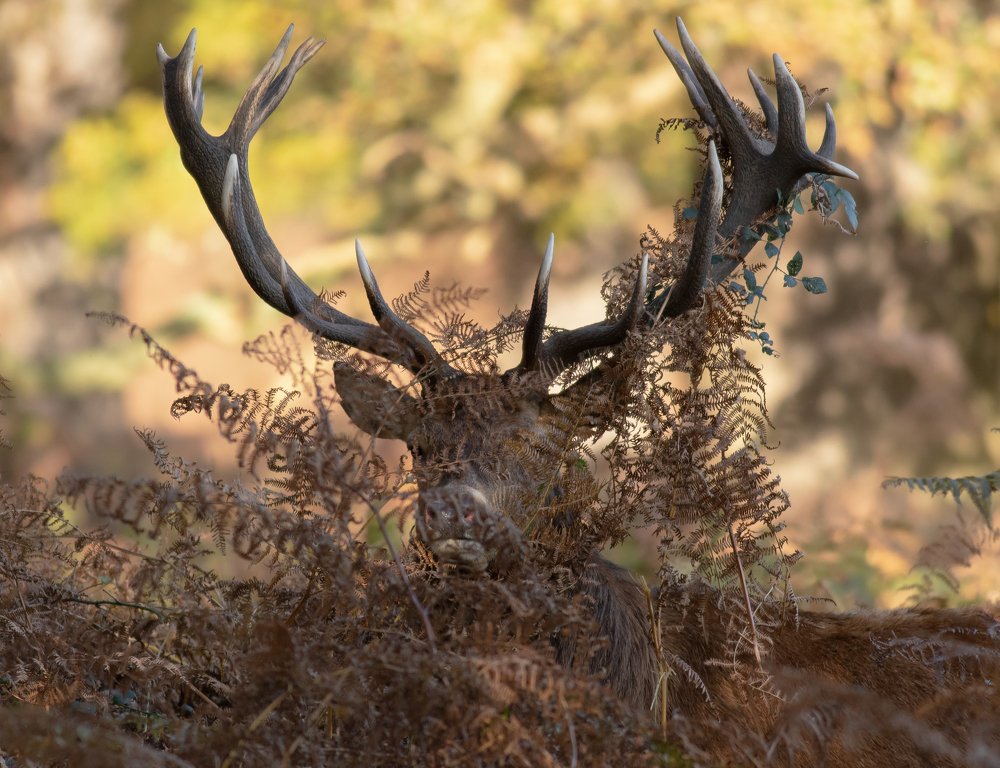 Фотография автора MARIA KULA