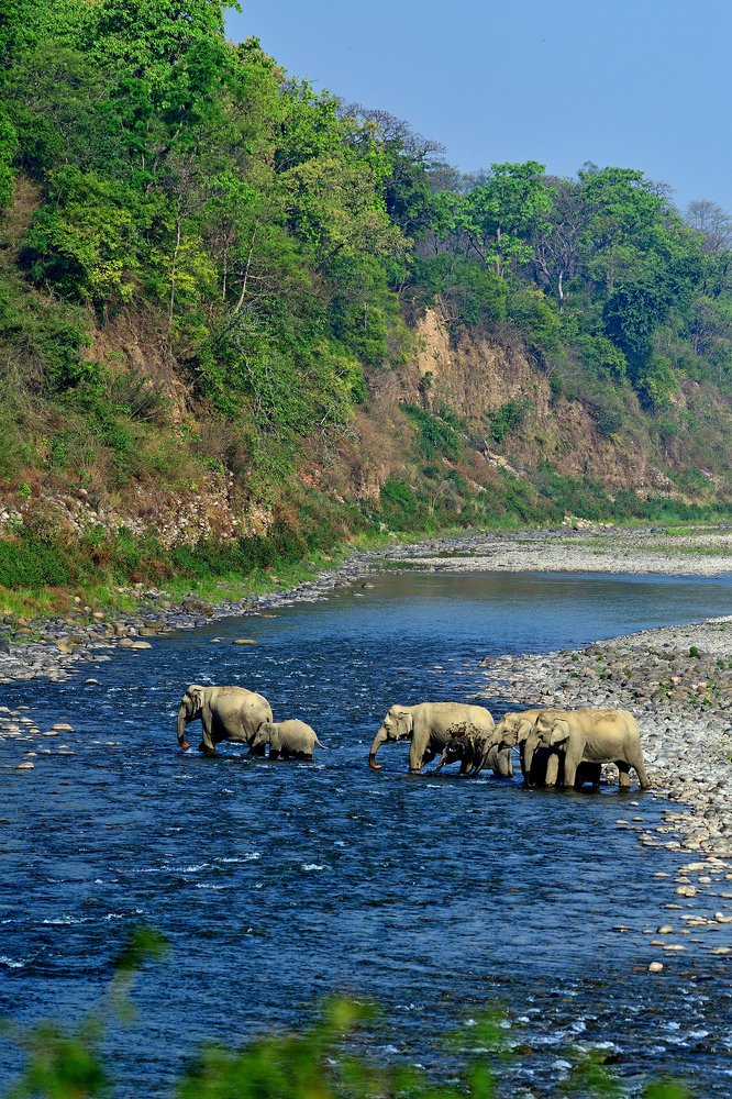 Gentle Giants crossing the Ramganga river .